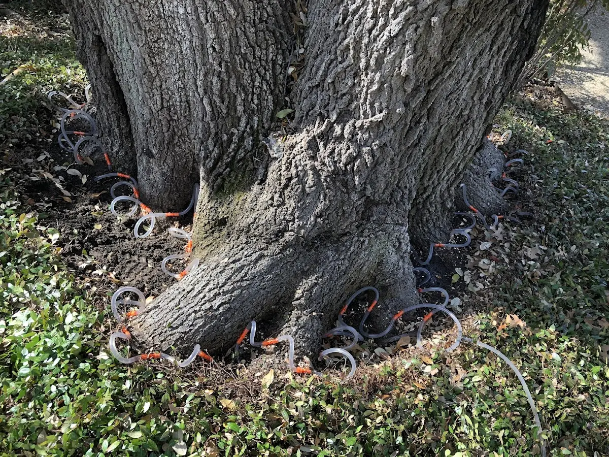 Detailed Tree Cabling and Bracing job site in Arenzville