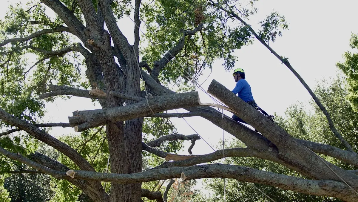 Professional Crown Thinning performed by certified arborists in Arenzville