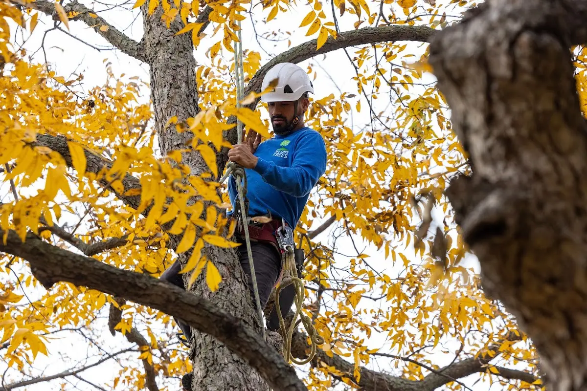 Skilled Tree Pruning crew working in Arenzville